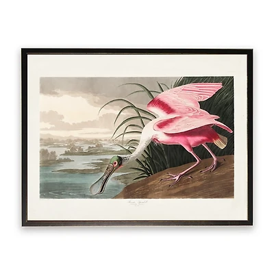 Vintage Pink Spoonbill Bookplate Framed Art Print