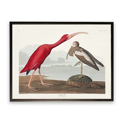 Vintage Waterbird Pair Bookplate Framed Art Print