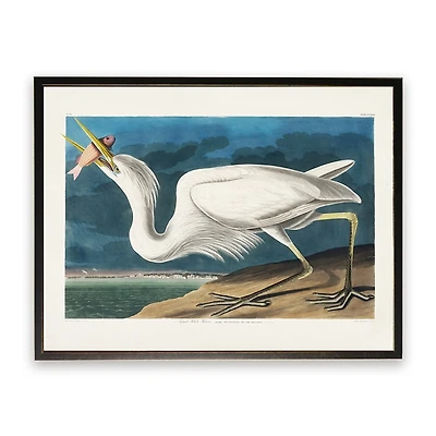 Vintage White Pelican With Fish Framed Art Print