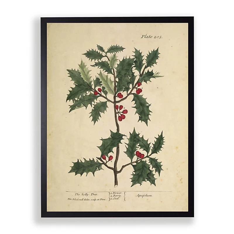 Antique Christmas Holly Framed Art Print