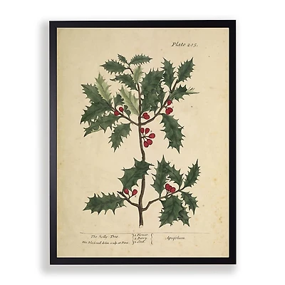 Antique Christmas Holly Framed Art Print