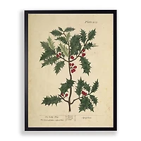 Antique Christmas Holly Framed Art Print