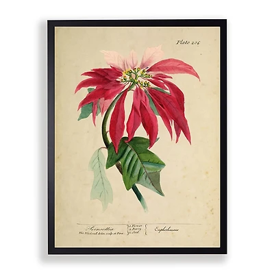 Antique Christmas Poinsettia Framed Art Print
