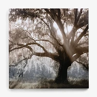 Sunshine Tree Canvas Art Print