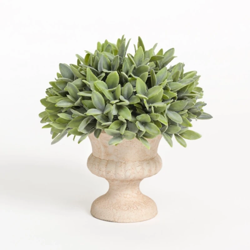 Boxwood Arrangement in Urn