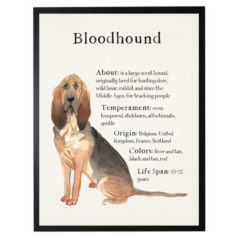 Bloodhound Facts Framed Wall Plaque