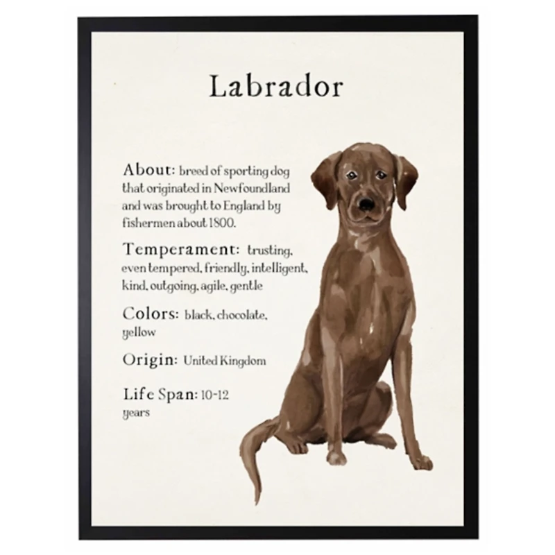 Chocolate Labrador Facts Framed Wall Plaque