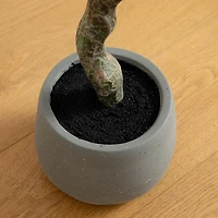 Autumn Dogwood Tree in Decorative Planter, 6 ft.