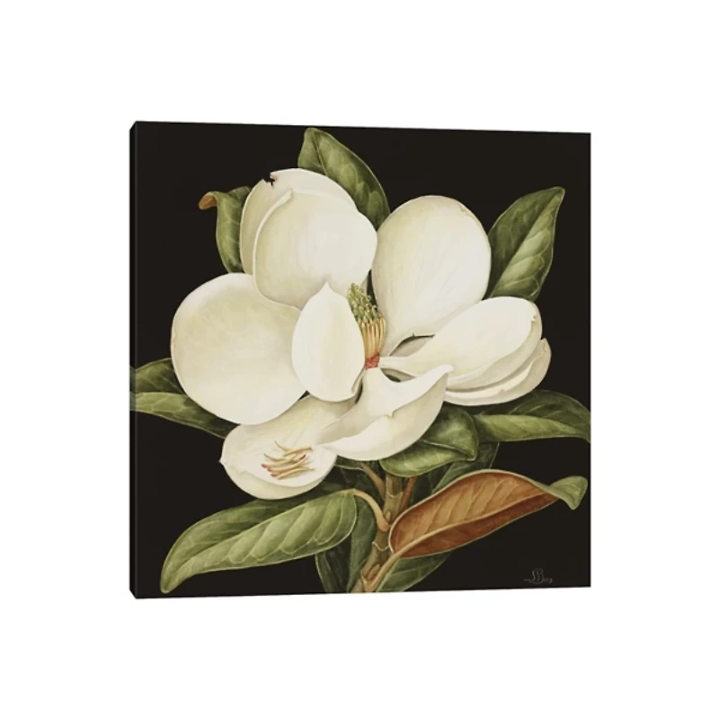 Magnolia Grandiflora Canvas Art Print