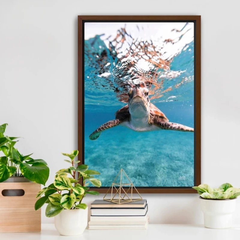 Hello Turtle Framed Canvas Art Print