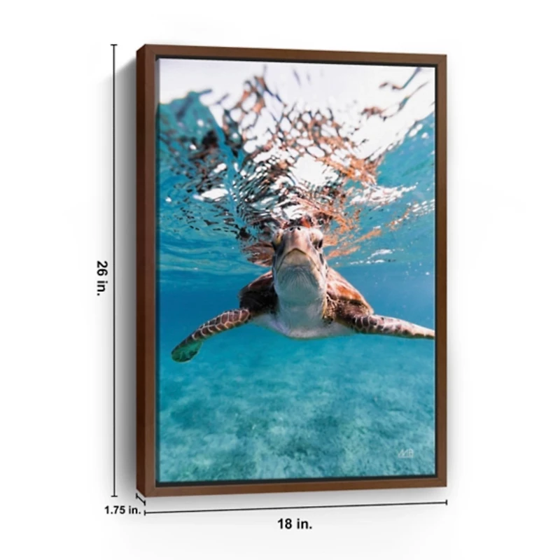 Hello Turtle Framed Canvas Art Print