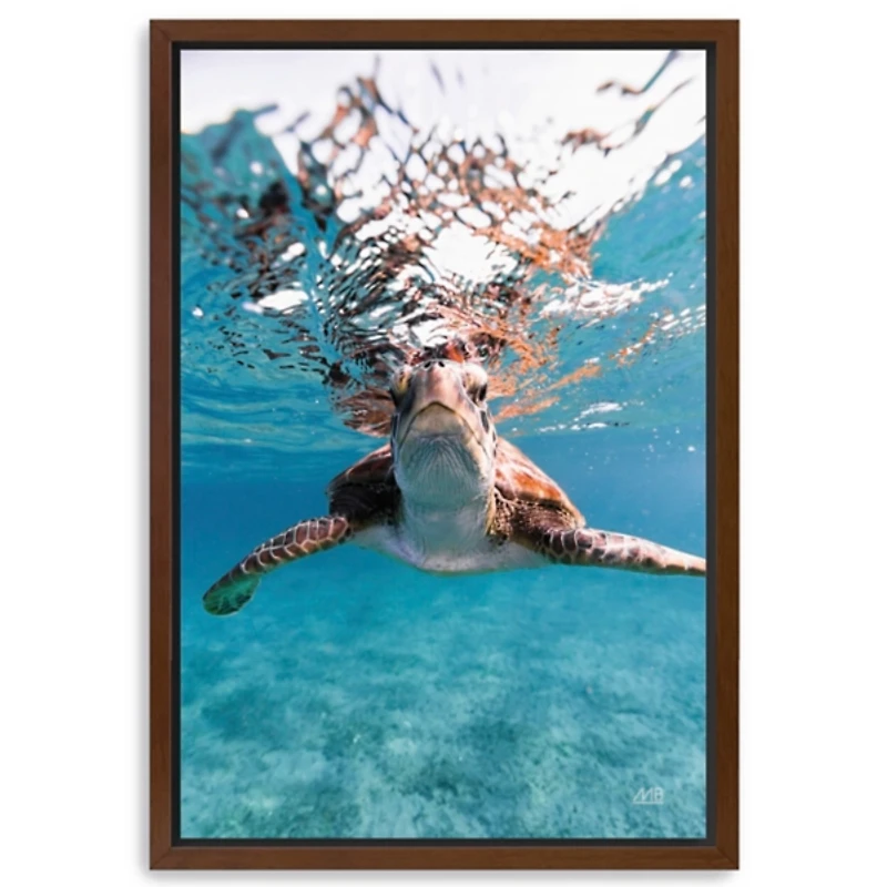 Hello Turtle Framed Canvas Art Print