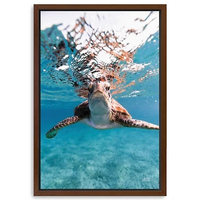 Hello Turtle Framed Canvas Art Print