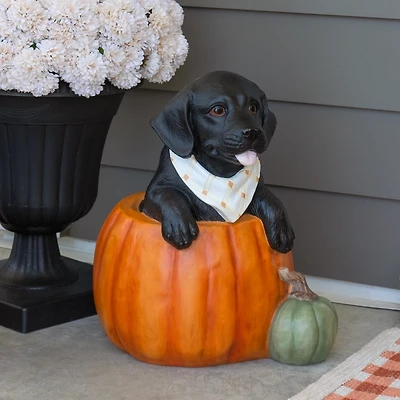Black Lab in Pumpkin Outdoor Statue