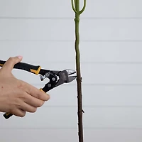 Hydrangea Flower Stems