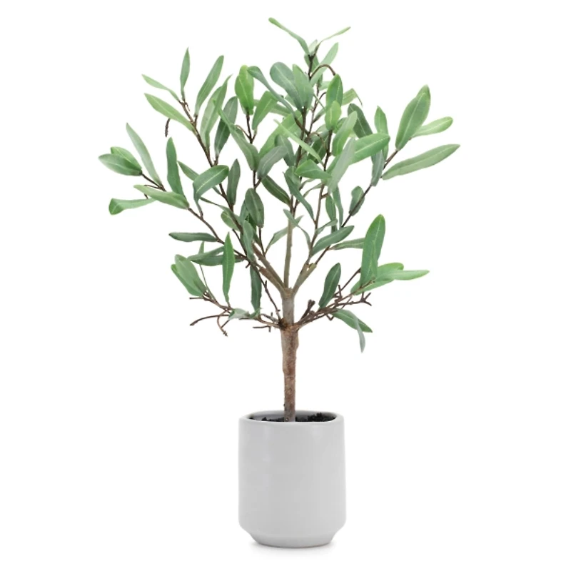 Olive Leaf Topiary in White Planter, 17.5 in.