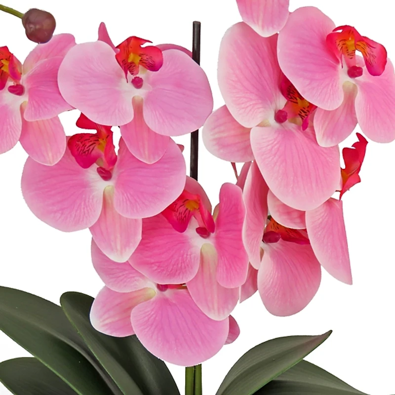 Pink Orchid Arrangement in Woven Basket