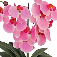 Pink Orchid Arrangement in Woven Basket