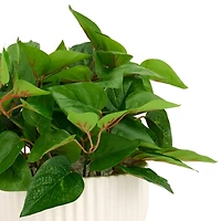 Tea Leaf Arrangement in Ceramic Pot