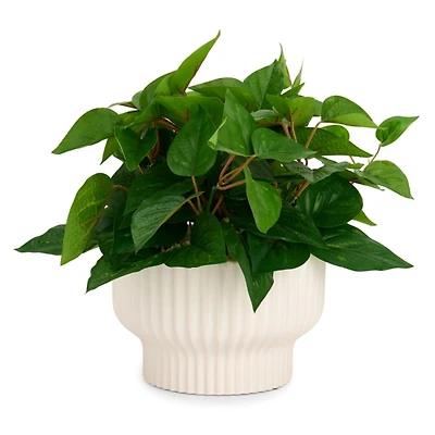 Tea Leaf Arrangement in Ceramic Pot