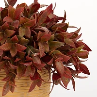 Antique Eucalyptus Arrangement in Porcelain Basket