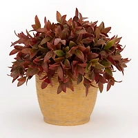 Antique Eucalyptus Arrangement in Porcelain Basket