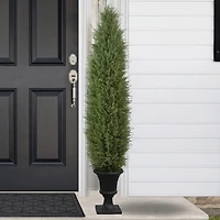 Cedar Pine Tree in Urn Pot
