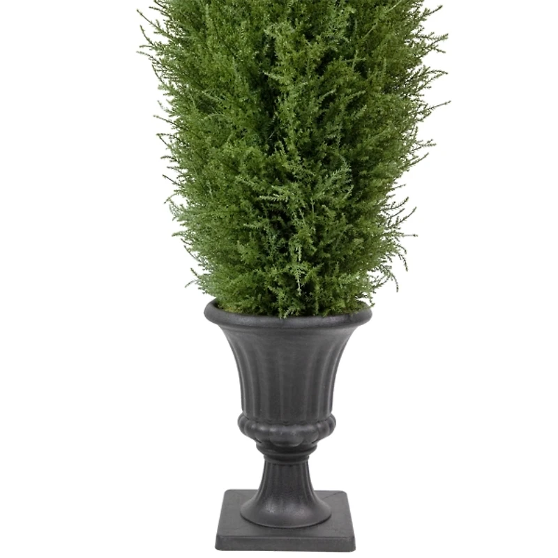 Cedar Pine Tree in Urn Pot