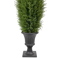 Cedar Pine Tree in Urn Pot