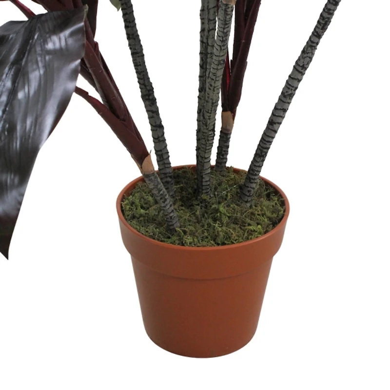 Green and Red Dracaena in Terra Cotta Planter