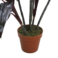 Green and Red Dracaena in Terra Cotta Planter