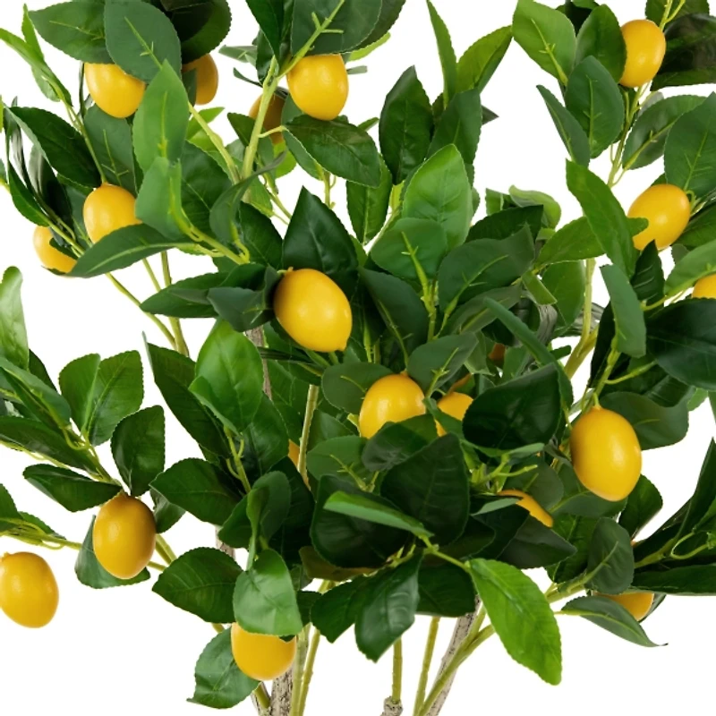 Green and Yellow Lemon Tree in Black Planter