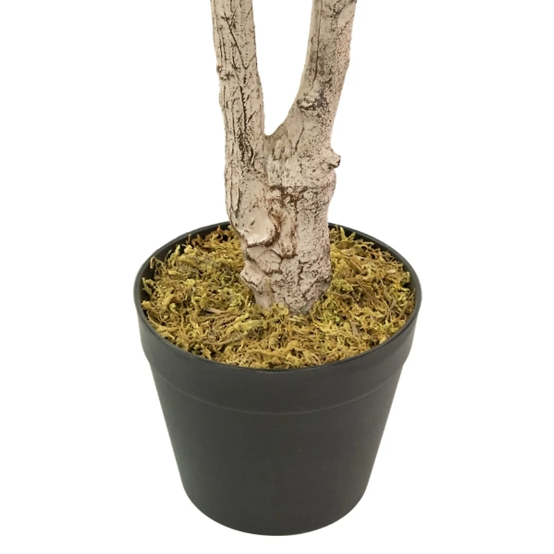 Green and Yellow Lemon Tree in Black Planter