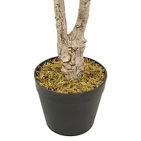 Green and Yellow Lemon Tree in Black Planter