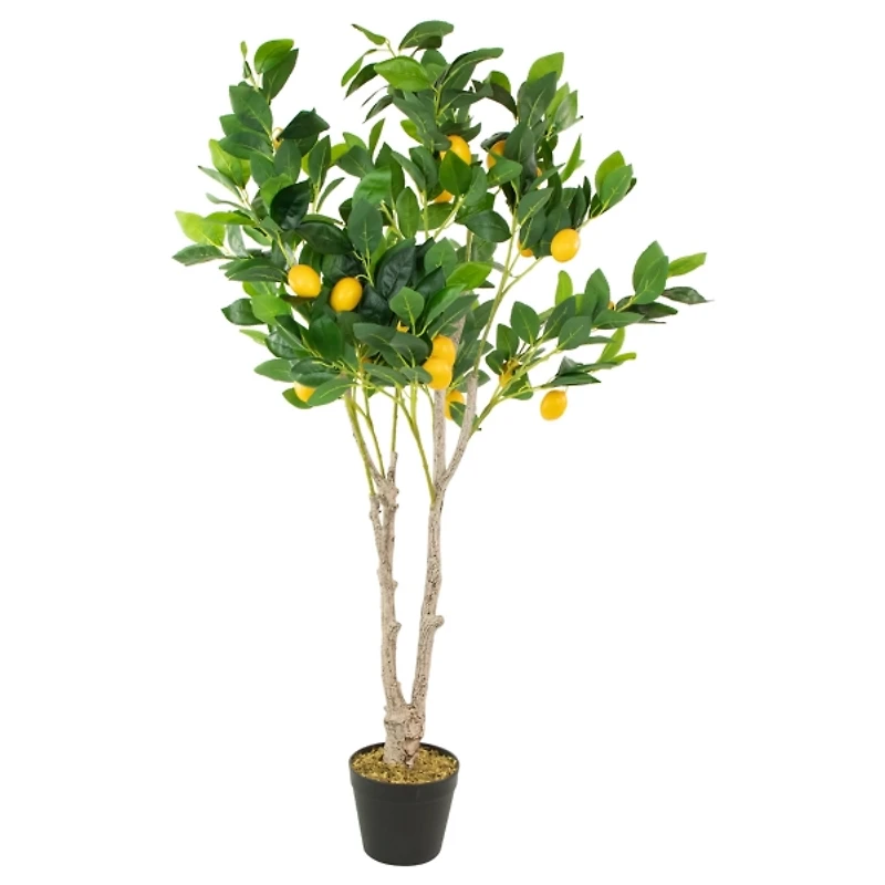Green and Yellow Lemon Tree in Black Planter