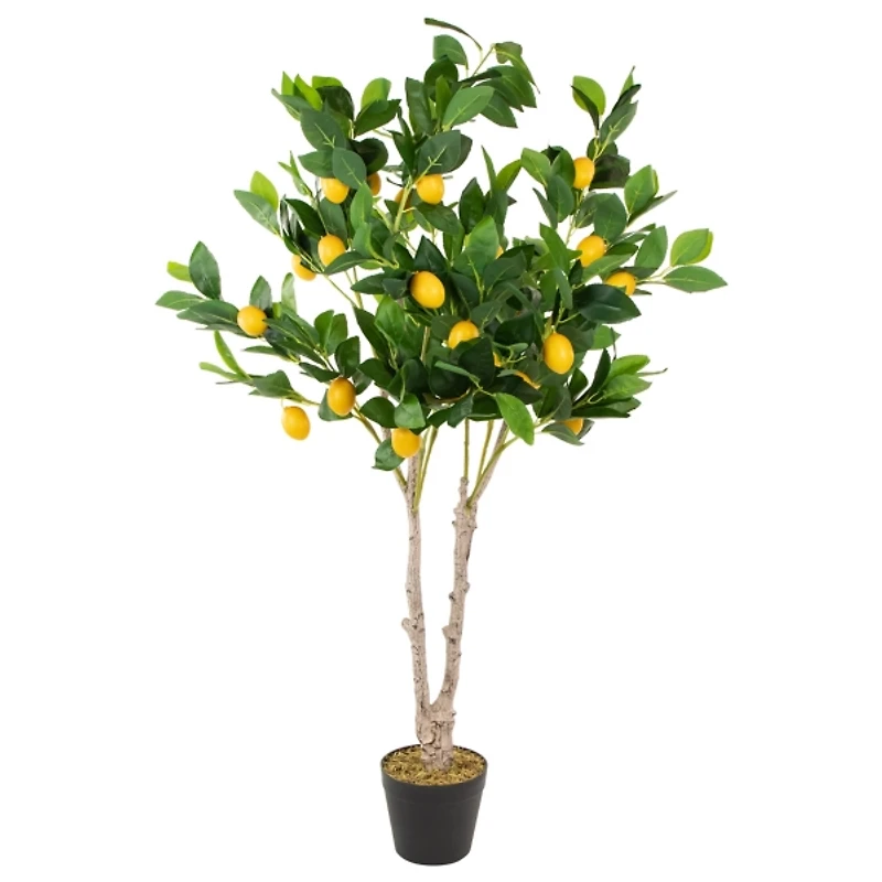 Green and Yellow Lemon Tree in Black Planter