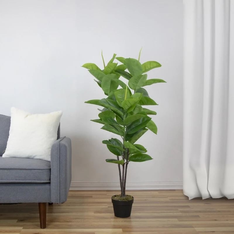 Rubber Plant in Black Planter