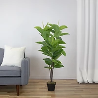 Rubber Plant in Black Planter