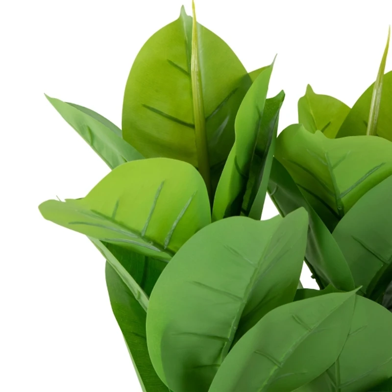 Rubber Plant in Black Planter