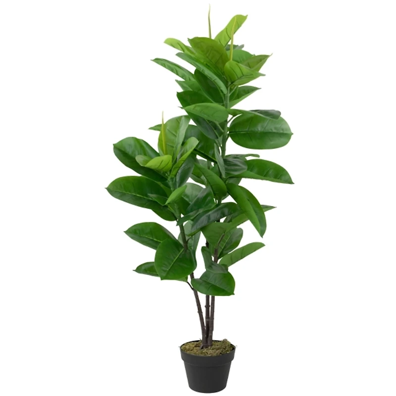 Rubber Plant in Black Planter