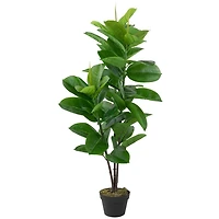 Rubber Plant in Black Planter