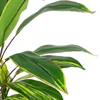 Real Touch Dracaena in White Planter