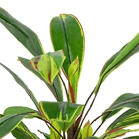 Real Touch Dracaena in White Planter