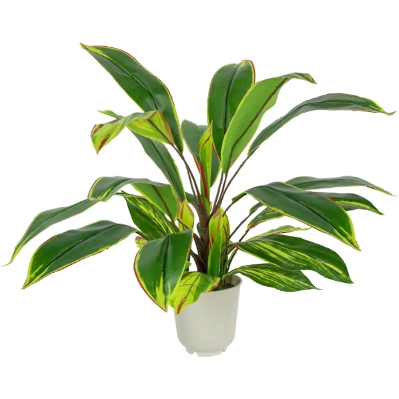 Real Touch Dracaena in White Planter