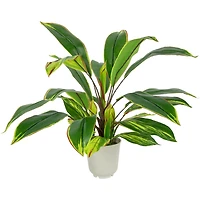 Real Touch Dracaena in White Planter