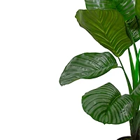 Green Calathea Plant in Black Planter