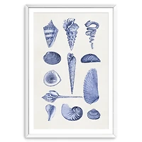 Blue Quaint Shells Framed Art Print