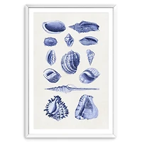 Antique Blue Shells Framed Art Print