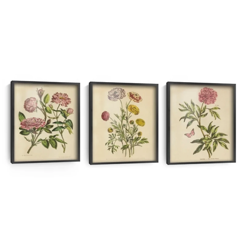 Herbal Botany Framed Art Print, 18x22
