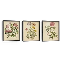 Herbal Botany Framed Art Print, 18x22